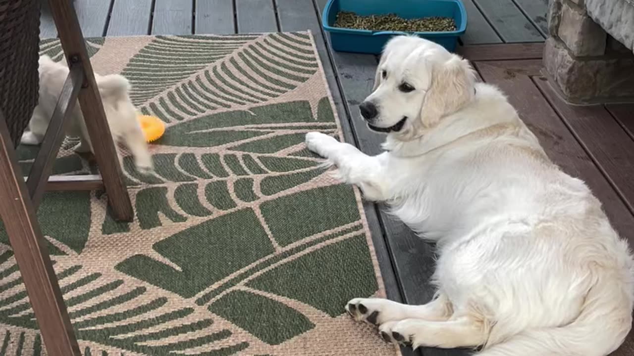 Little puppy playing with mom ❤️