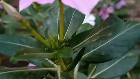 {It is my best flowers from my home.🌺🌺🌺}