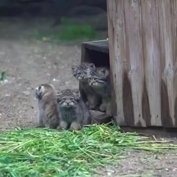 Pallas cat kittens getting big