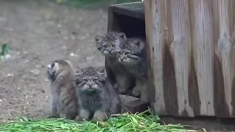 Pallas cat kittens getting big