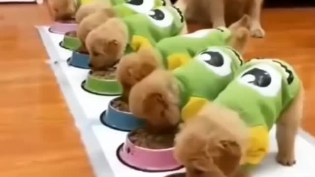 Cute puppies are eating food