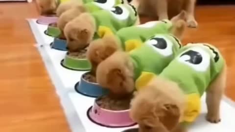 Cute puppies are eating food