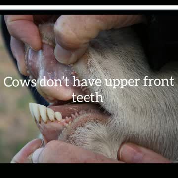 Did You Know? Cows don’t have upper front teeth || FACTS || TRIVIA
