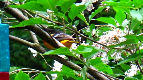 Oriole