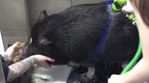 Dramatic Pot Belly Pig at the dog groomers?-18