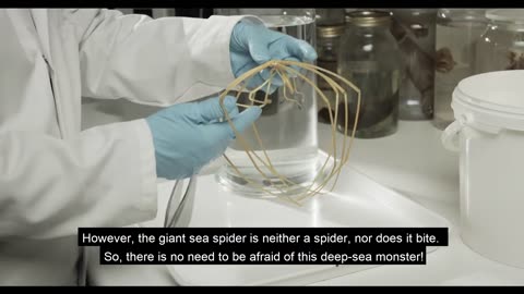 Monsters of the Deep - GIANT SEA SPIDER