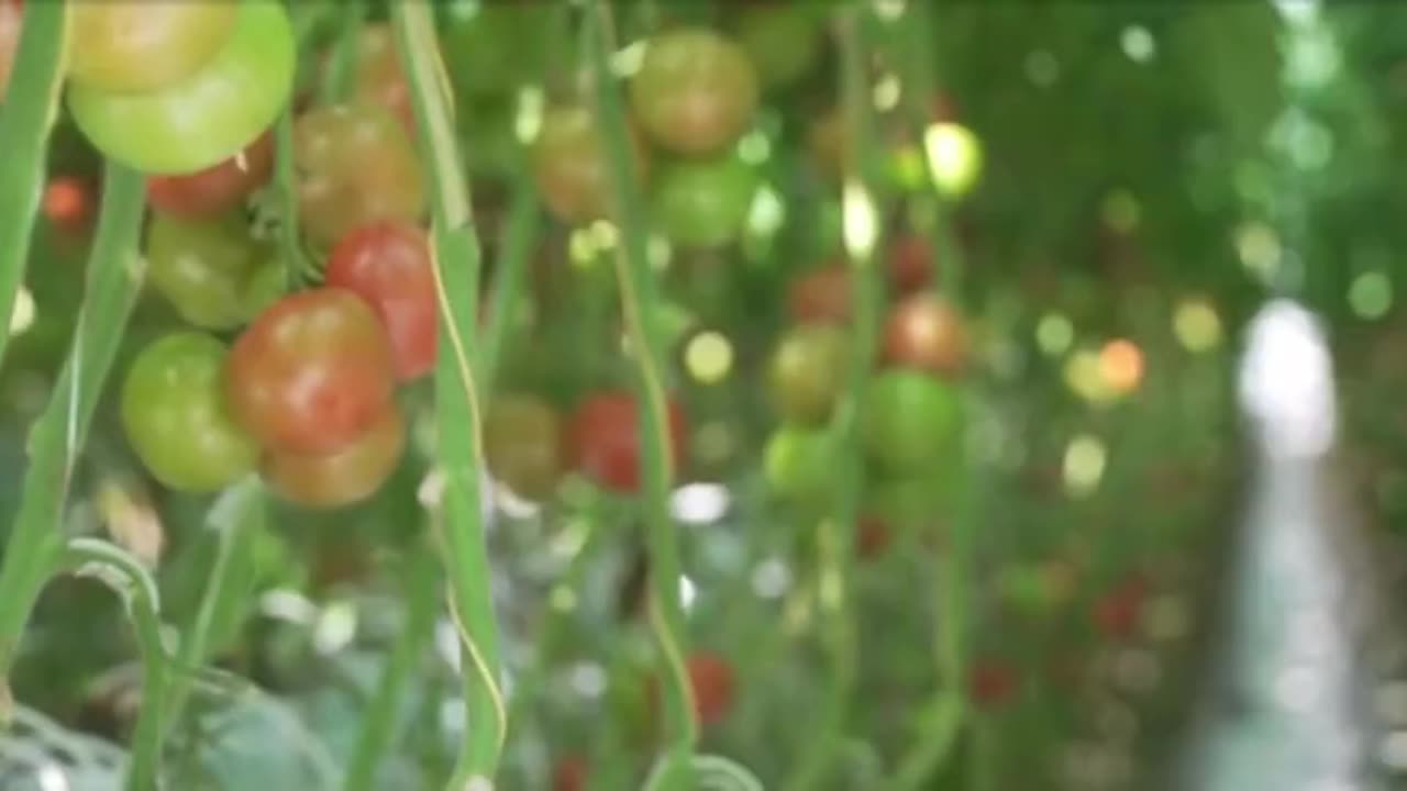 CO2 important to grow crops