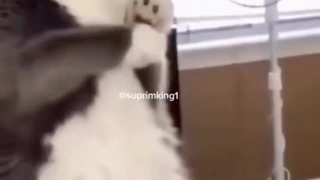 Funniest Animals Videos😂| TRY NOT TO LAUGH