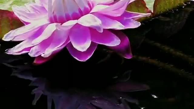 Lotus flowers bloom