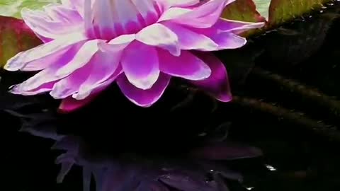 Lotus flowers bloom