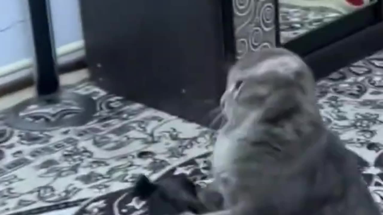 Funny Video Animal