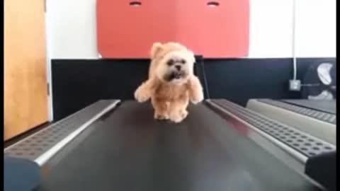 Cute Fluffy Dog Training