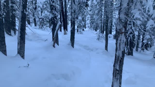 Hiking Through a Thick Snowy Forest – Central Oregon – Swampy Lakes Sno-Park – 4K