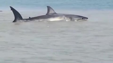 Bull shark||video shark beach