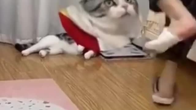 Cutiescatcute and funny cat videos Cutiescat