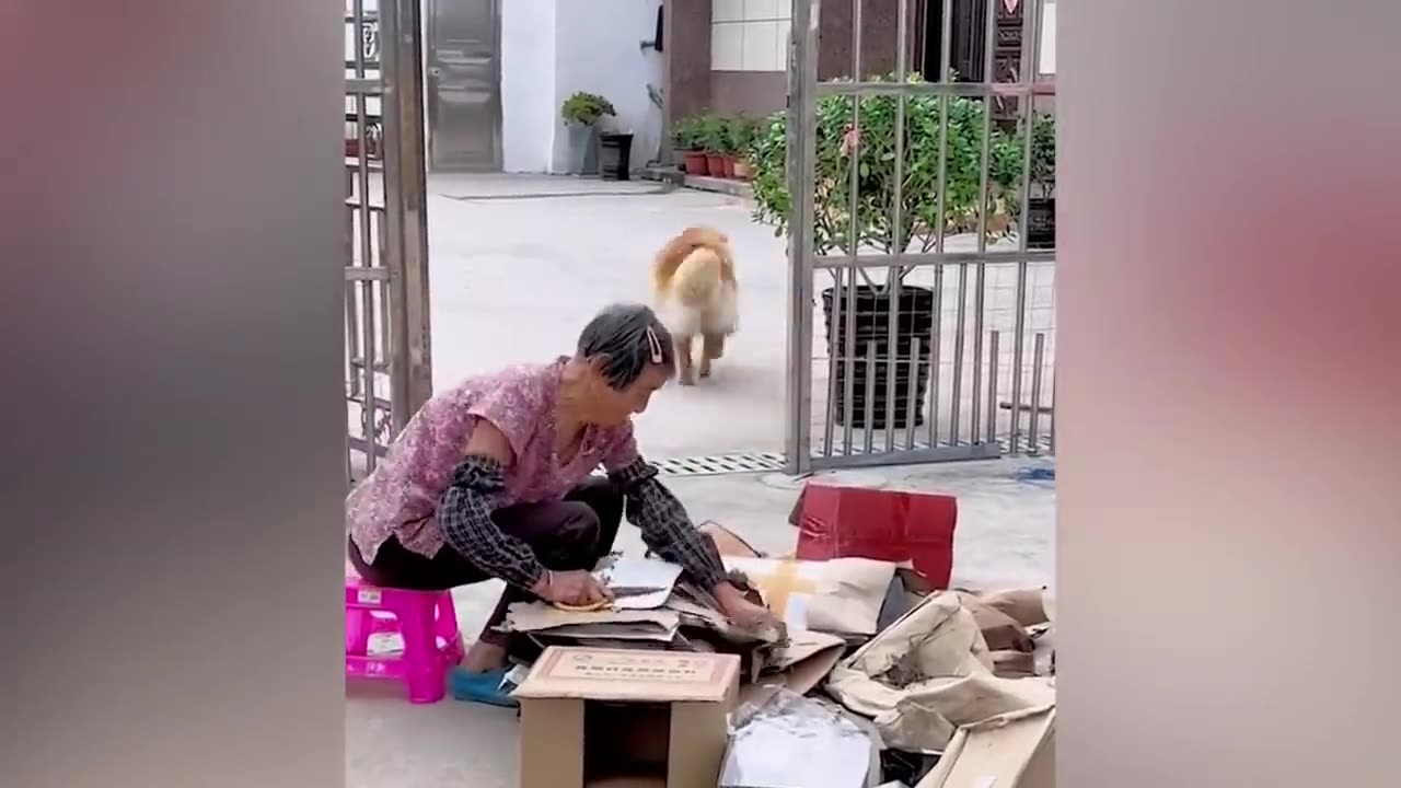 funny animals videos