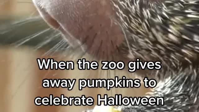 When the zoo gives away pumpkins to celebrate Halloween