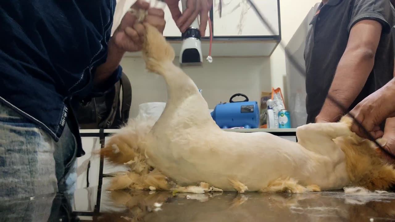 Lion Cut of a Cat πΊπ¦ Time Laps