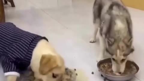 Husky and Labrador eating food