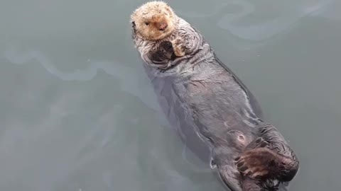 Sea otter