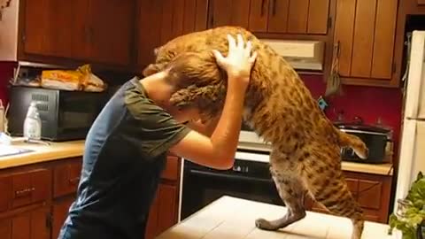 The Tiger King? No, But This Boy Is Definitely The Bobcat King.