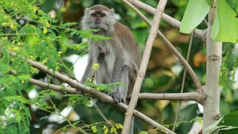 Monkey climbing down a tree