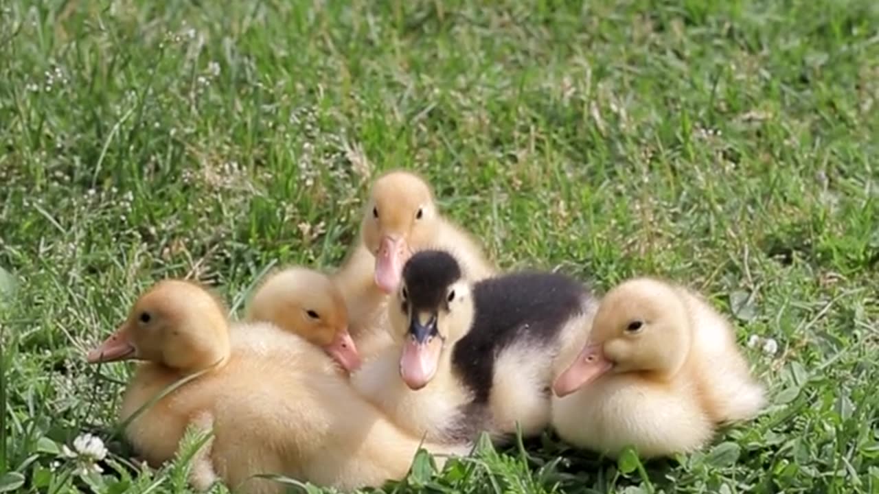 Cute durking