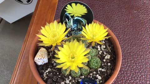 Cactus L. arachnacantha In Bloom.