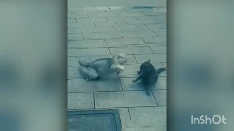 Two sweetie fighters 😂😍