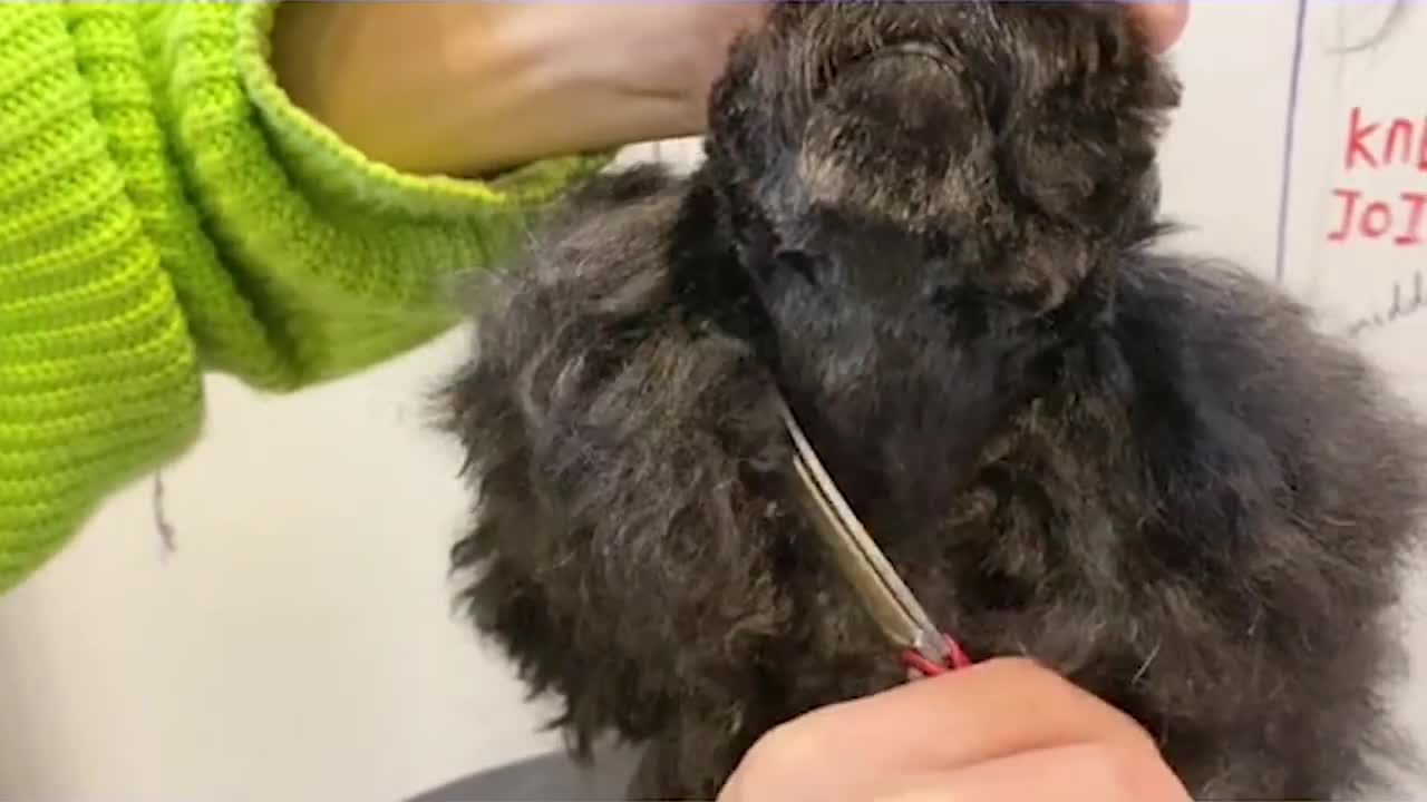 Very Matted Black Poodle Puppy Grooming _ Puppy Grooming _ Dog Grooming