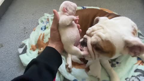 4 Day Old English Bulldog Puppies -POV -Mom Helps Stimulate Pups to Go Potty