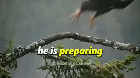 Eagles Flight