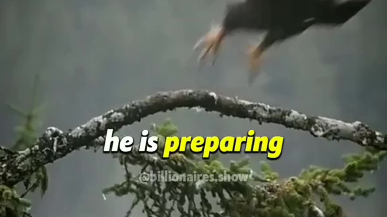 Eagles Flight