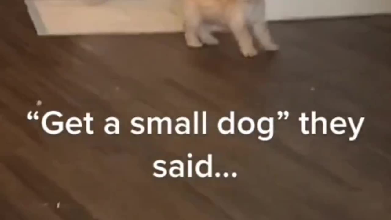 Funny dog cat fun time