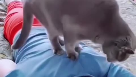 Funny Animals Videos2022 🤣😝 😻-Funniest Cats And Dogs Video