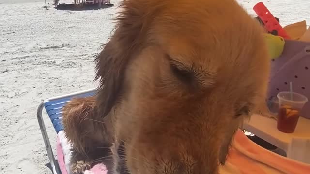 Cute Dog Tries Snow Cone for the First Time