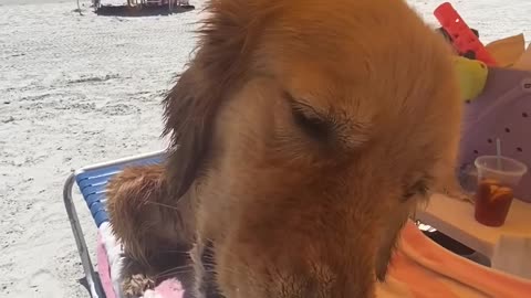 Cute Dog Tries Snow Cone for the First Time