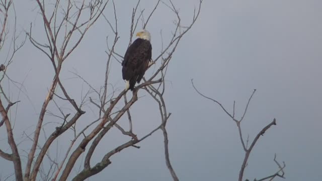 267 Toussaint Wildlife - Oak Harbor Ohio - Eagle Moves In For A Closer Look