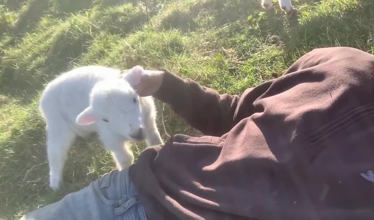 Cute Lamb Needs Attention