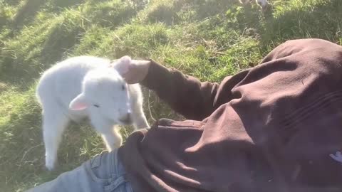 Cute Lamb Needs Attention