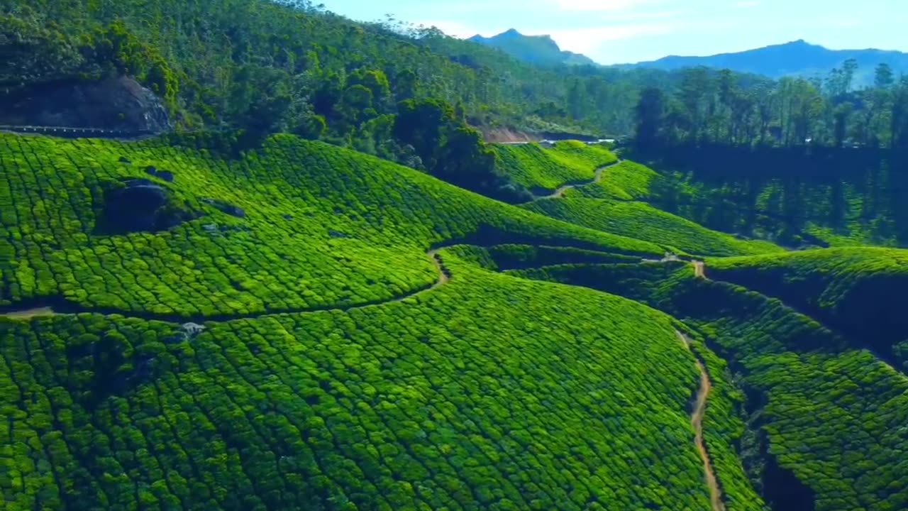 Munnar's Green Lanscepar 😎👍💐