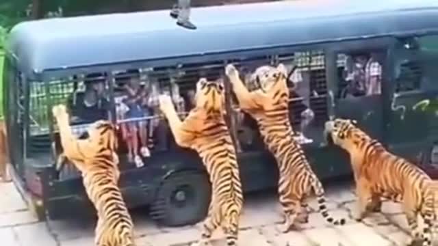 The dangarous Tiger. Vd Human. Plz suscribe my chenel