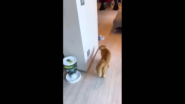 The cat reaction to the picture... funny viral cat video🐈🐈🐈🐈🐈🐈