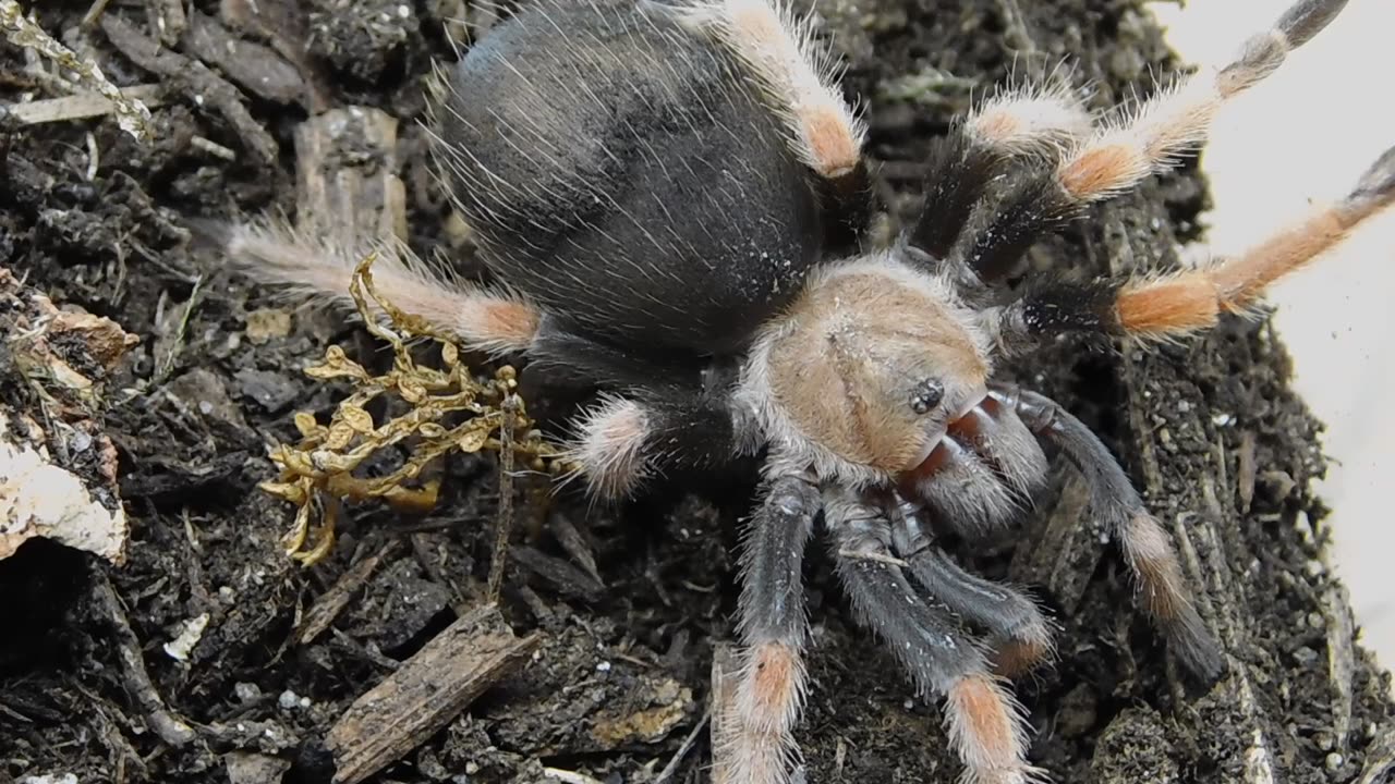 Mexican Blood Leg Tarantula - Aphonopelma Bicoloratum