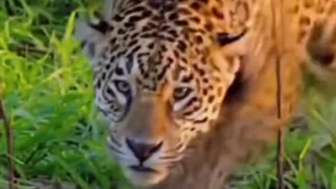 From a cutie to a beast 🔥