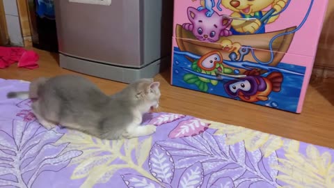 A hyperactive Leo cat vs toy dolphin Oh my God too cute and funny