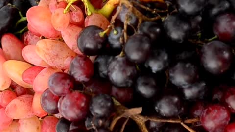 Harvesting Grapes from Vine