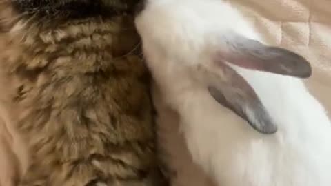 Funny animals