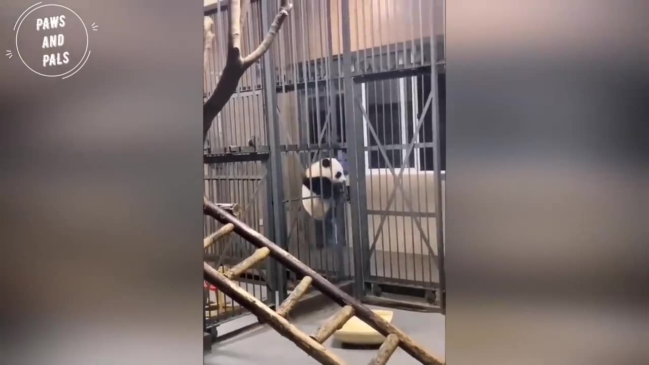 AWW SO CUTE!!! BABY PANDAS Playing With Zookeeper | Funny baby pandas | Baby panda falling