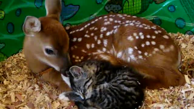 Baby deer mothering baby kitten